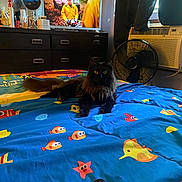 Rose joined the competition — help win amazing prizes! cat, bed, blanket, fish_pattern, remote_control, dresser, television, person_on_tv, fan, air_conditioner, window, curtains, room, indoor, furniture, black_cat, lying_down, colorful, relaxed, pet