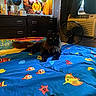 cat, bed, blanket, fish_pattern, remote_control, dresser, television, person_on_tv, fan, air_conditioner, window, curtains, room, indoor, furniture, black_cat, lying_down, colorful, relaxed, pet