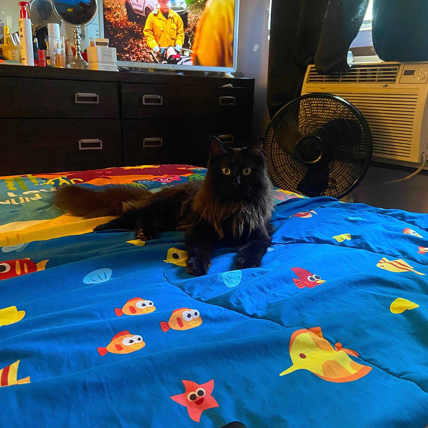 Rose joined the competition — help win amazing prizes! cat, bed, blanket, fish_pattern, remote_control, dresser, television, person_on_tv, fan, air_conditioner, window, curtains, room, indoor, furniture, black_cat, lying_down, colorful, relaxed, pet