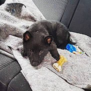Néo participe au concours pour gagner de l'argent avec cette photo : canidae, carnivore, cat, dog, dog_breed, mammal, nap, puppy, schipperke, sporting_group, street_dog