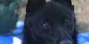 Néo a rejoint le concours — aidez-le/la à gagner de superbes lots ! belgian_shepherd, black_norwegian_elkhound, canidae, carnivore, dog, dog_breed, formosan_mountain_dog, groenendael, mammal, non_sporting_group, norwegian_buhund, rare_breed_dog, schipperke, snout, vertebrate