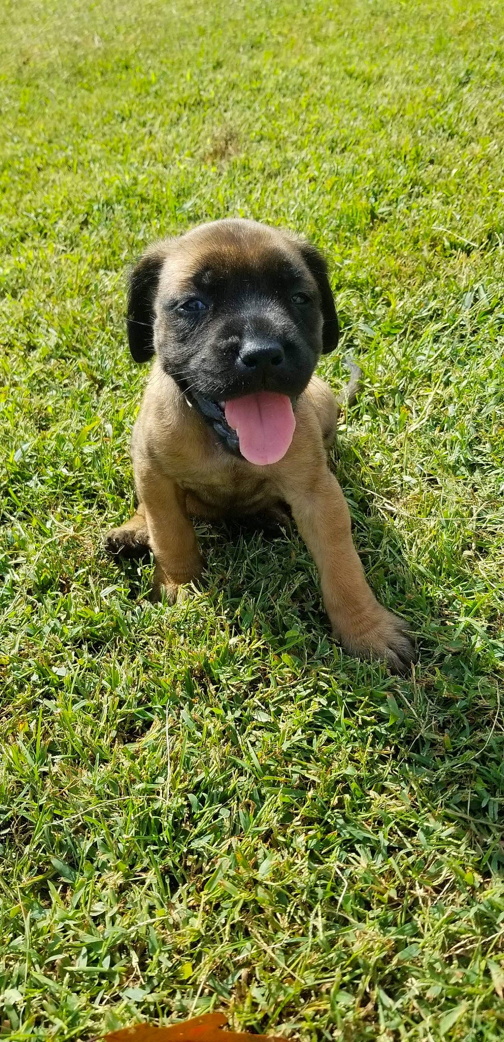 Klyde is registered to the contest to win money with this photo: canidae, carnivore, companion_dog, dog, dog_breed, fawn, grass, grass_family, groundcover, lawn, puppy, skin, snout, sporting_group, working_animal