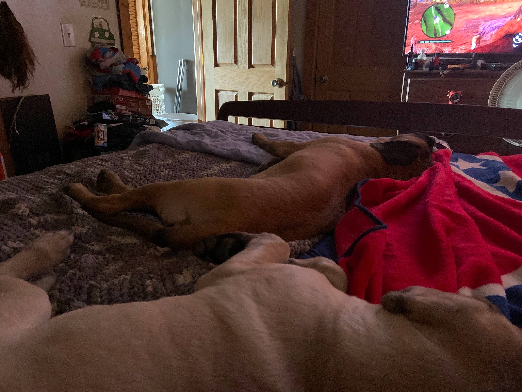 Klyde is registered to the contest to win money with this photo: cable_television, canidae, carnivore, comfort, companion_dog, display_device, dog, dog_breed, fawn, flat_panel_display, home, home_appliance, interior_design, lcd_tv, led_backlit_lcd_display, living_room, room, television, television_accessory, television_set