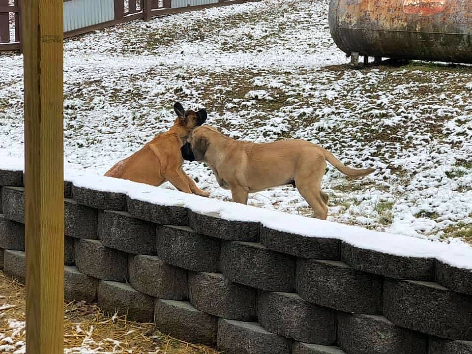 Klyde is registered to the contest to win money with this photo: brick, brickwork, canidae, carnivore, collar, companion_dog, dog, dog_breed, fawn, freezing, precipitation, snout, snow, sporting_group, street_dog, tail, winter, working_animal, working_dog