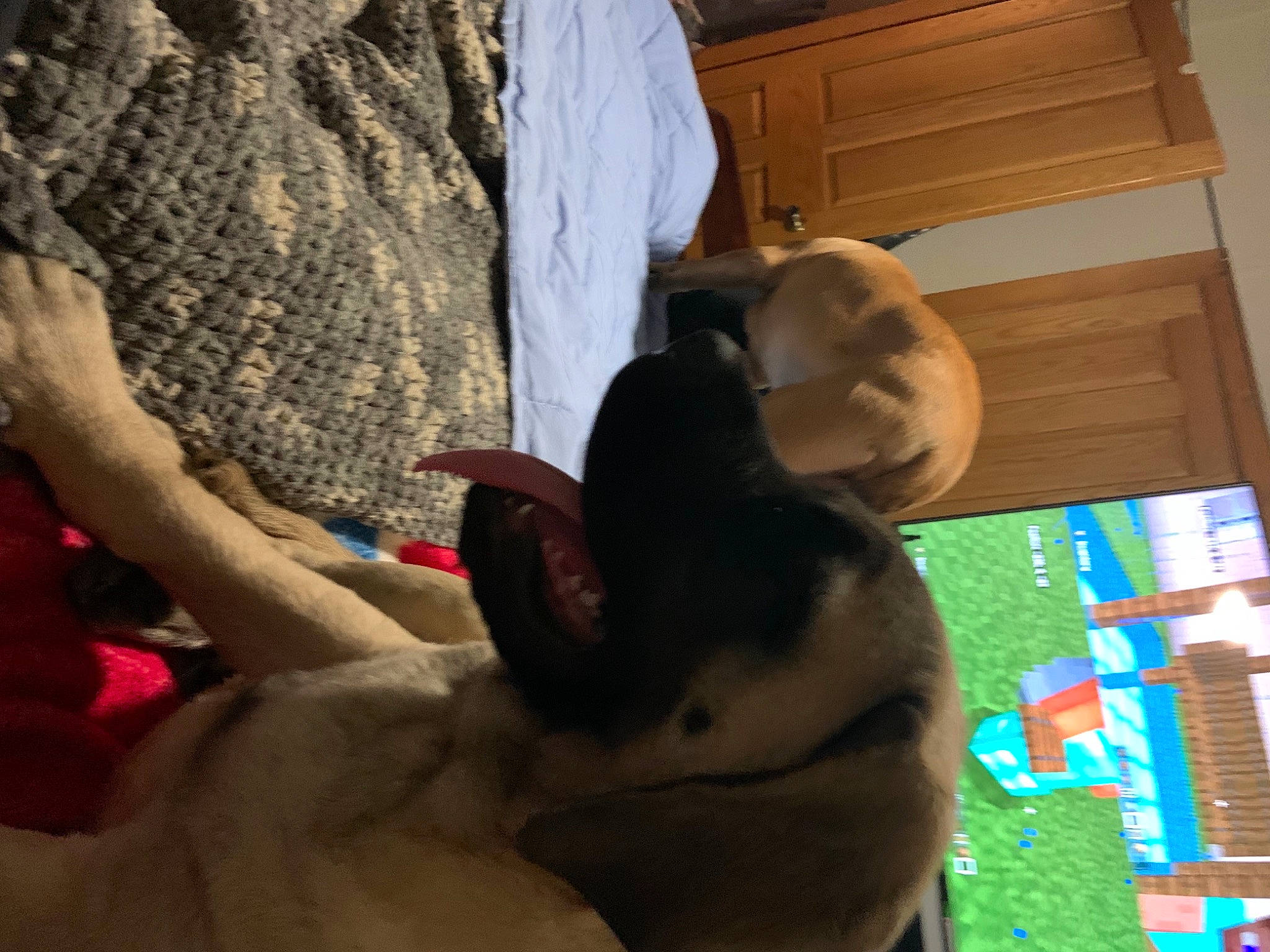 Obie joined the competition — help win amazing prizes! cabinetry, carnivore, display_device, dog, dog_breed, fawn, fur, paw, plywood, snout, wood_stain, working_animal