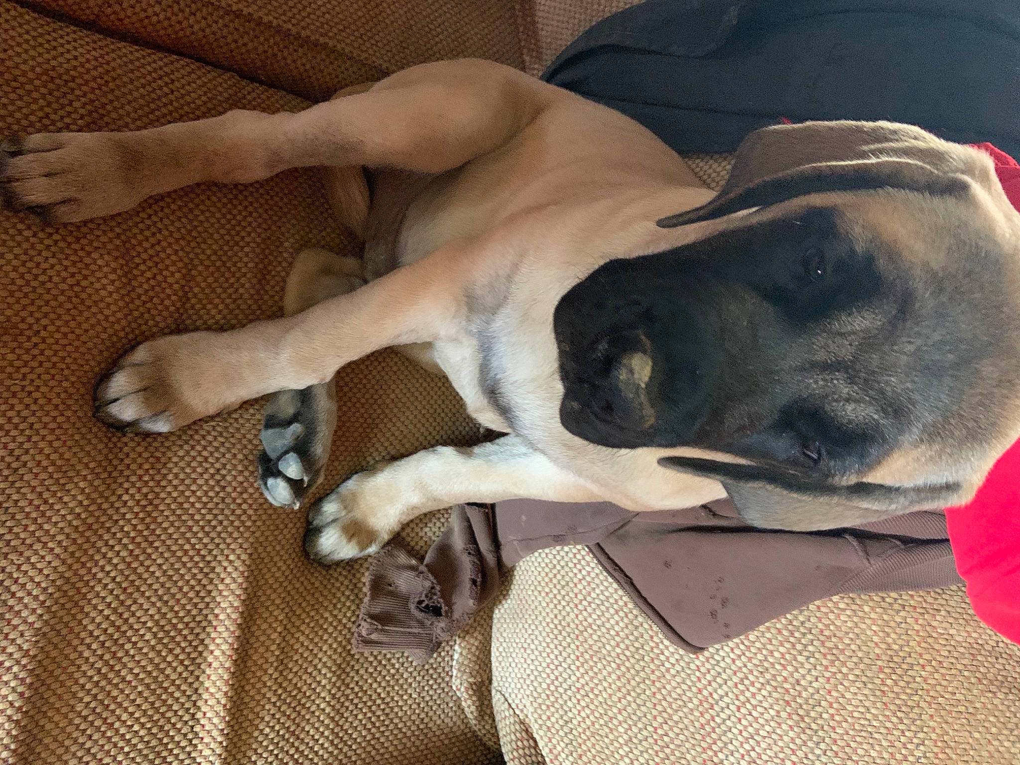 Obie joined the competition — help win amazing prizes! canidae, carnivore, collar, companion_dog, dog, dog_breed, dog_supply, fawn, mat, paw, pet_supply, snout, sporting_group, working_animal, working_dog