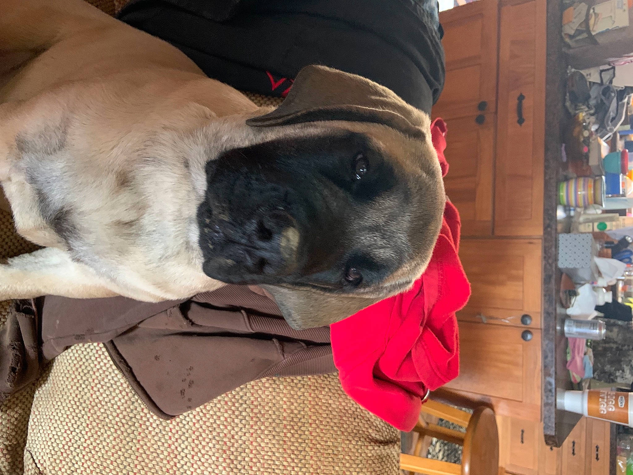 Obie joined the competition — help win amazing prizes! box, canidae, carnivore, collar, companion_dog, dog, dog_breed, fawn, guard_dog, molosser, snout, sporting_group, working_animal, working_dog, wrinkle