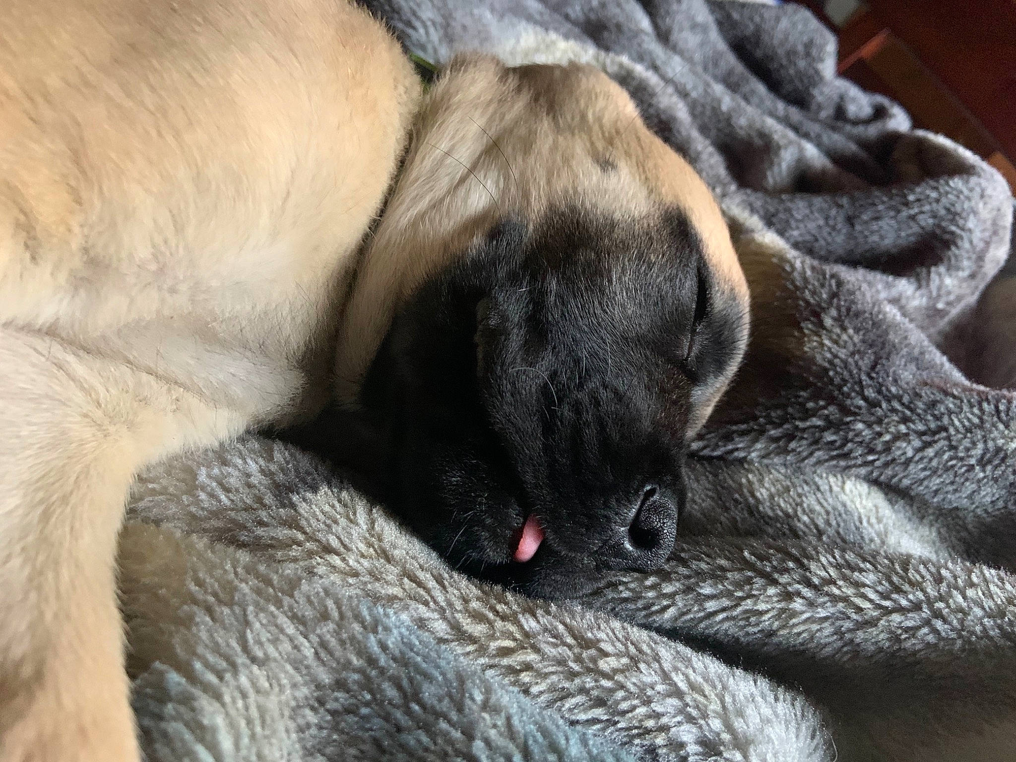 Obie joined the competition — help win amazing prizes! canidae, carnivore, comfort, companion_dog, dog, dog_breed, fawn, fur, grey, nap, non_sporting_group, pug, puppy, sleep, snout, sporting_group, terrestrial_animal, toy_dog, working_animal, working_dog