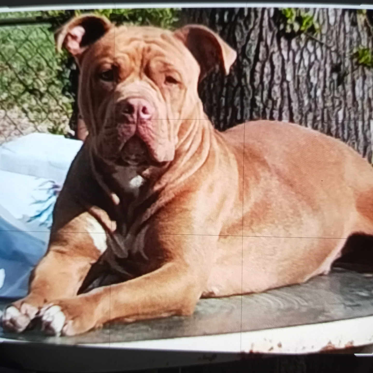 Gangsta Gigi