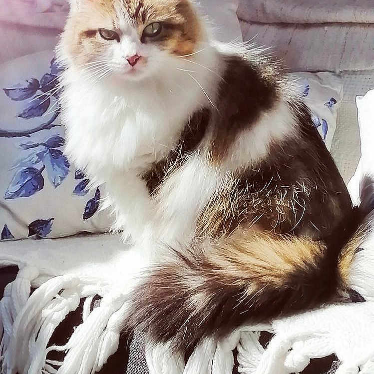 Nina a rejoint le concours — aidez-le/la à gagner de superbes lots ! animal, blanket, blue_flower, cat, comfort, cozy, fluffy, fur, home, indoor, lens_flare, long_hair, pet, pillow, relaxed, sitting, sunlight, tail, tassels, whiskers