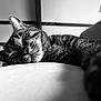 cat, tabby, sleeping, close_up, indoor, feline, whiskers, fur, resting, cozy, black_and_white, domestic_animal, pet, relaxation, animal, soft_surface, peaceful, portrait, blurred_background, napping