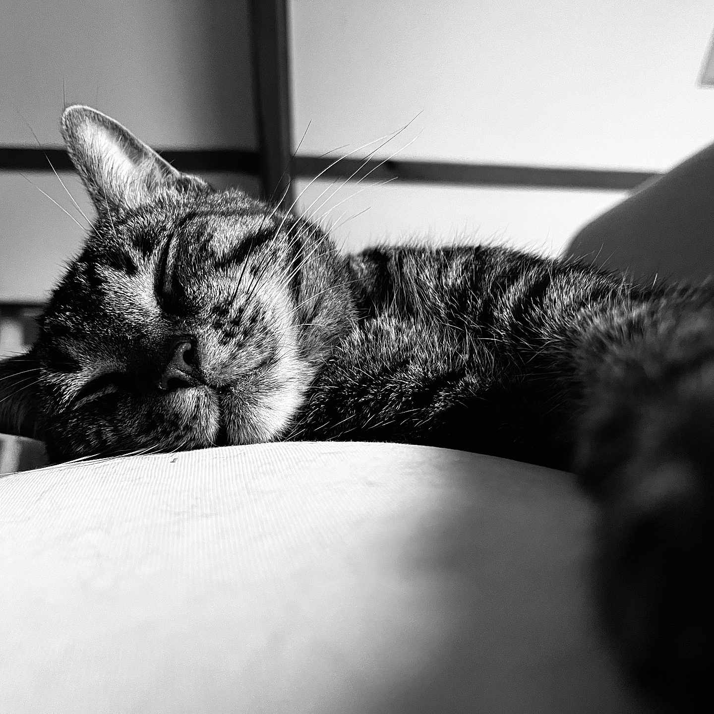 Atoum'Rê a rejoint le concours — aidez-le/la à gagner de superbes lots ! animal, black_and_white, blurred_background, cat, close_up, cozy, domestic_animal, feline, fur, indoor, napping, peaceful, pet, portrait, relaxation, resting, sleeping, soft_surface, tabby, whiskers