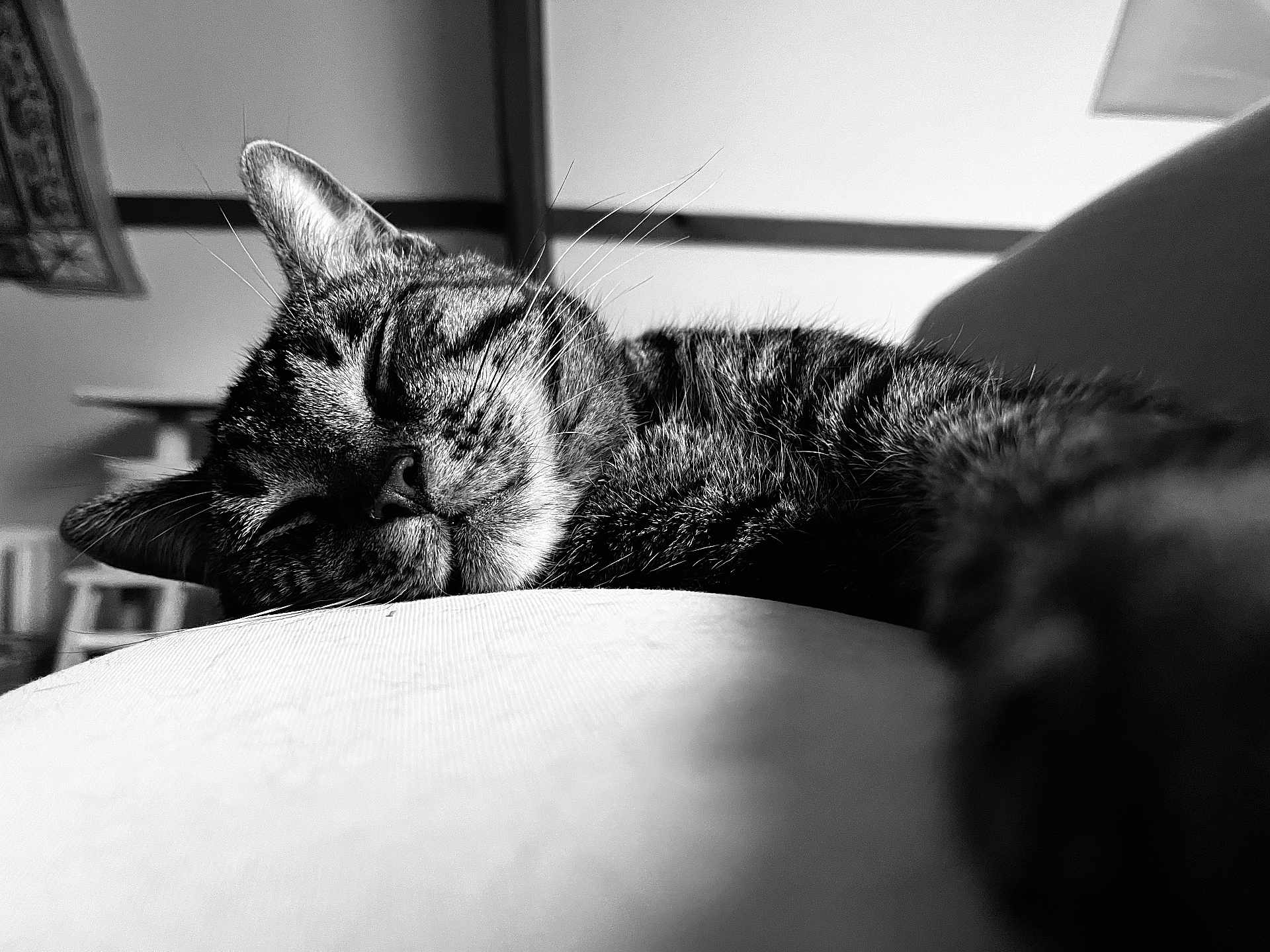 Atoum'Rê a rejoint le concours — aidez-le/la à gagner de superbes lots ! cat, tabby, sleeping, close_up, indoor, feline, whiskers, fur, resting, cozy, black_and_white, domestic_animal, pet, relaxation, animal, soft_surface, peaceful, portrait, blurred_background, napping