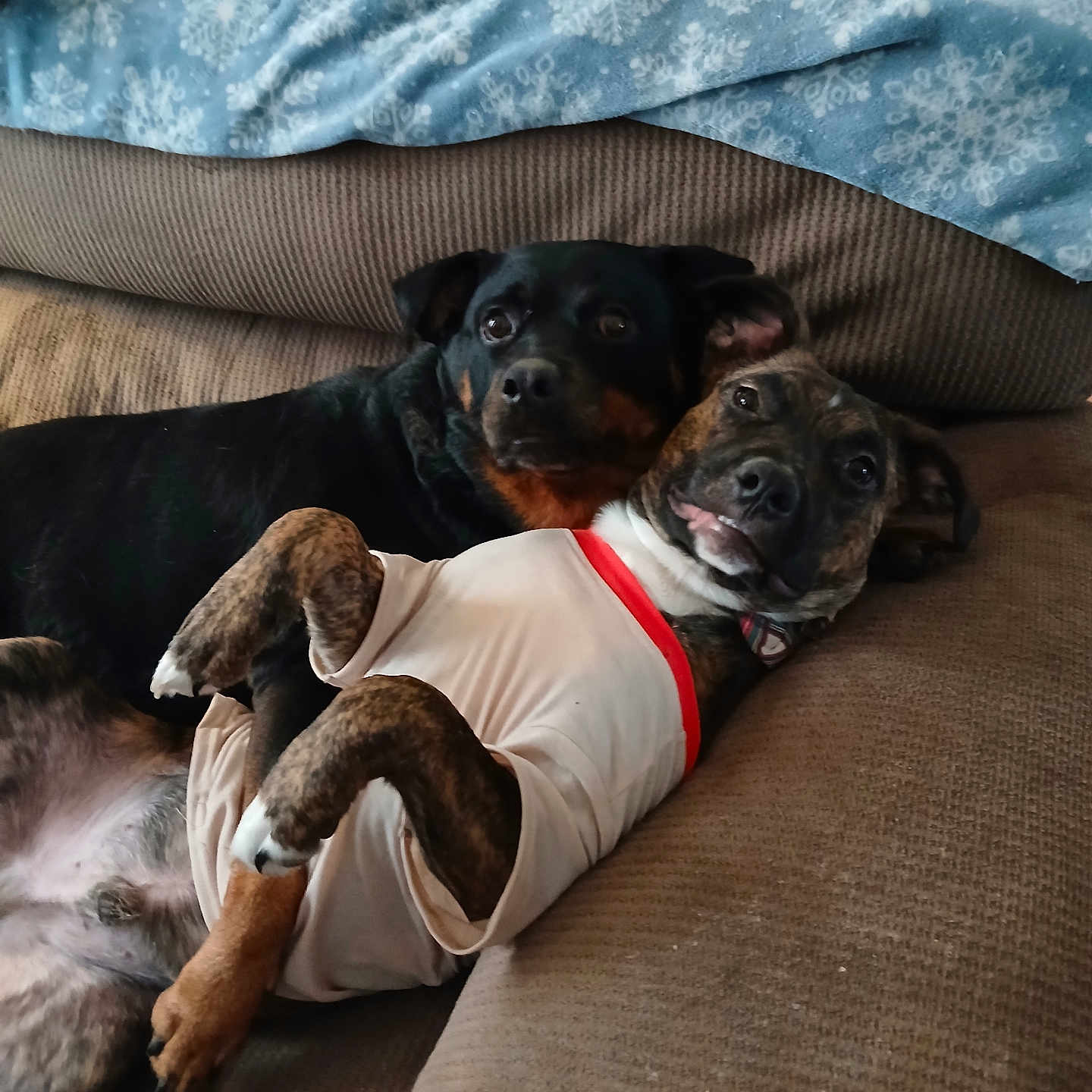 Rusty And Chloe joined the competition — help win amazing prizes! black, blanket, brown, canine, companion, couch, cozy, cute, dog, dogs, fur, home, indoor, laying, paw, pet, relaxed, shirt, snuggling, white