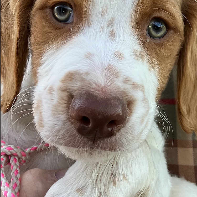 Rusty joined the competition — help win amazing prizes! animal, brown_and_white, close_up, collar, cute, dog, ears, fur, hand, holding, indoor, nose, pet, plaid_background, portrait, puppy, rope, soft_light, whiskers, young