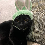 Salem is registered to the contest to win money with this photo: animal, black_cat, bunny_ears, cat, costume, couch, cozy, cute, domestic_animal, feline, fluffy, fur, hat, indoor, pet, portrait, resting, soft, whiskers, wide_eyes