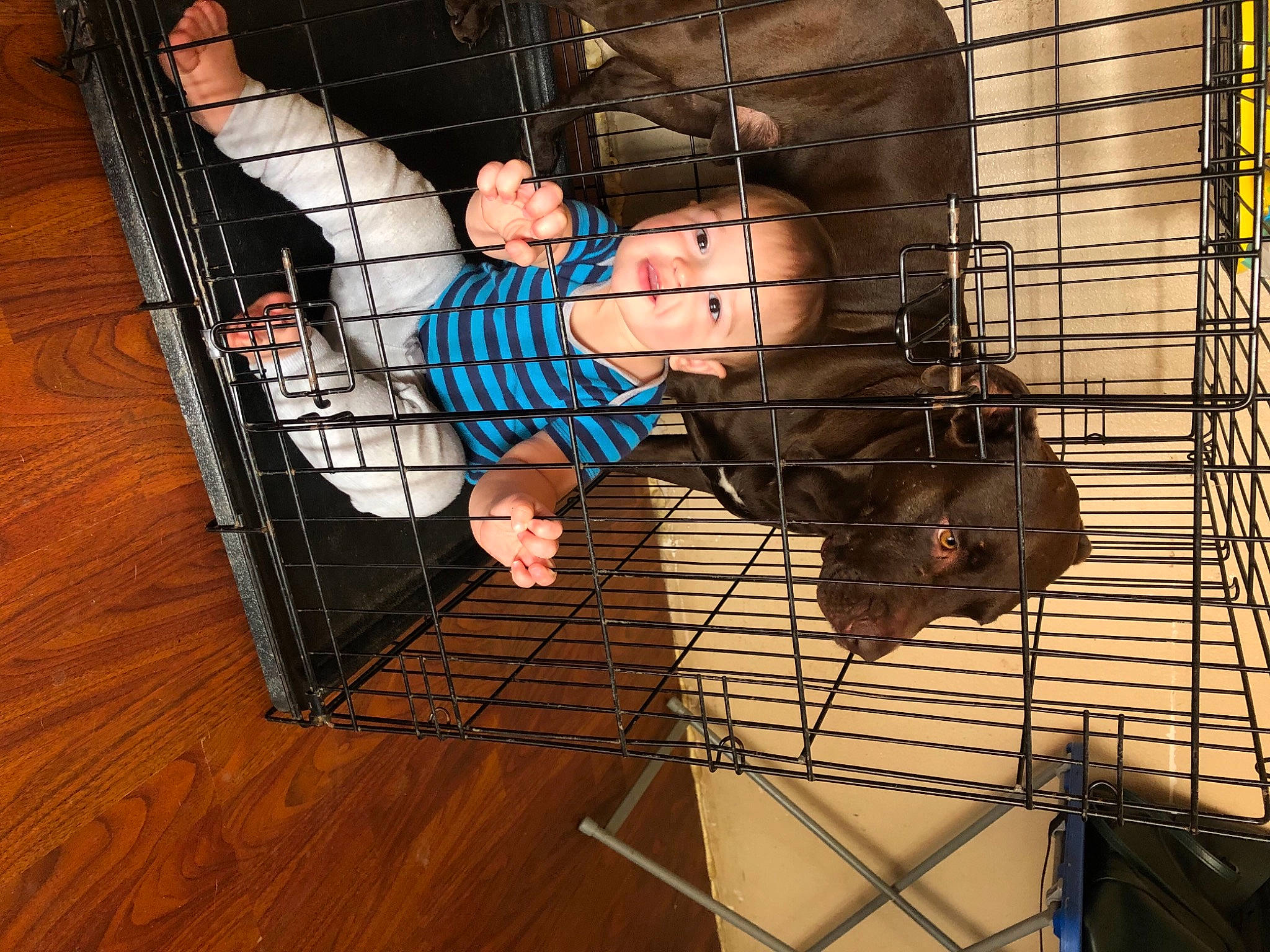 Kyzer is registered to the contest to win money with this photo: animal_shelter, cage, child, fun, net, person, pet_supply