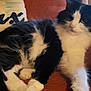 Odie is registered to the contest to win money with this photo: animal, black_and_white, cat, comfort, couch, cozy, cute, domestic, feline, fluffy, fur, home, indoor, lying_down, pet, pillow, portrait, relaxed, resting, whiskers