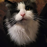 Odie is registered to the contest to win money with this photo: animal, black_and_white, cat, close_up, cozy, cute, domestic, face, feline, fluffy, friendly, fur, indoors, looking_up, nose, pet, portrait, soft_light, whiskers, winking