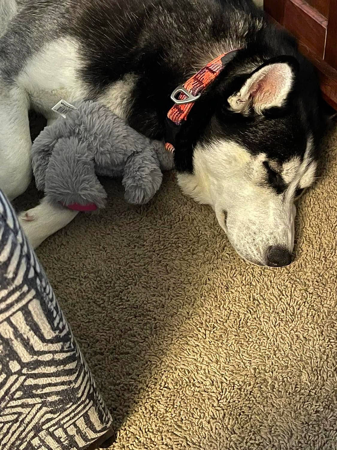 Dakota is registered to the contest to win money with this photo: canidae, carmine, carnivore, collar, comfort, companion_dog, dog, dog_breed, floor, flooring, foot, fur, paw, siberian_husky, sled_dog, snout, sporting_group, tail, whiskers, working_animal