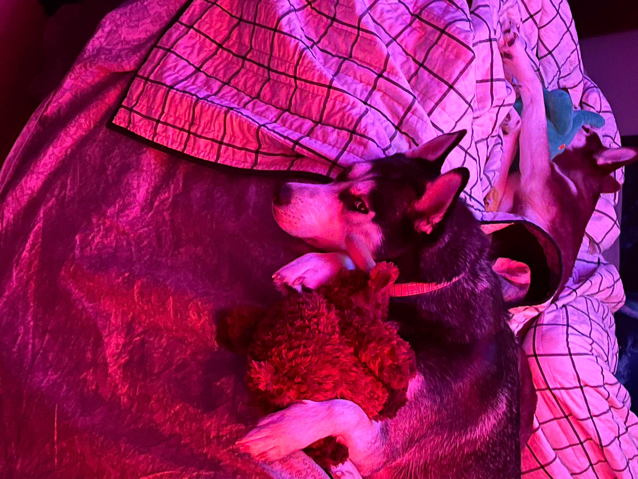 Dakota is registered to the contest to win money with this photo: art, carnivore, comfort, companion_dog, dog, dog_breed, event, fawn, felidae, fur, magenta, organism, pink, purple, small_to_medium_sized_cats, tail, textile, toy_dog, vertebrate, violet