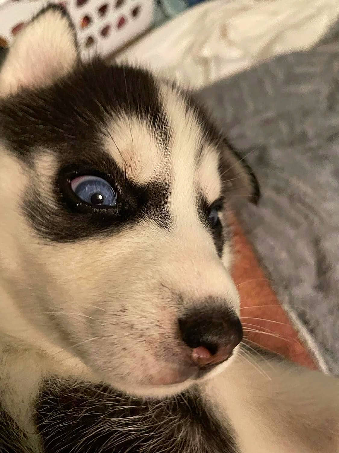 Dakota joined the competition — help win amazing prizes! canidae, canis, carnivore, companion_dog, dog, dog_breed, eyelash, fawn, fur, non_sporting_group, paw, puppy, sled_dog, snout, sporting_group, square, tail, terrestrial_animal, whiskers, working_dog