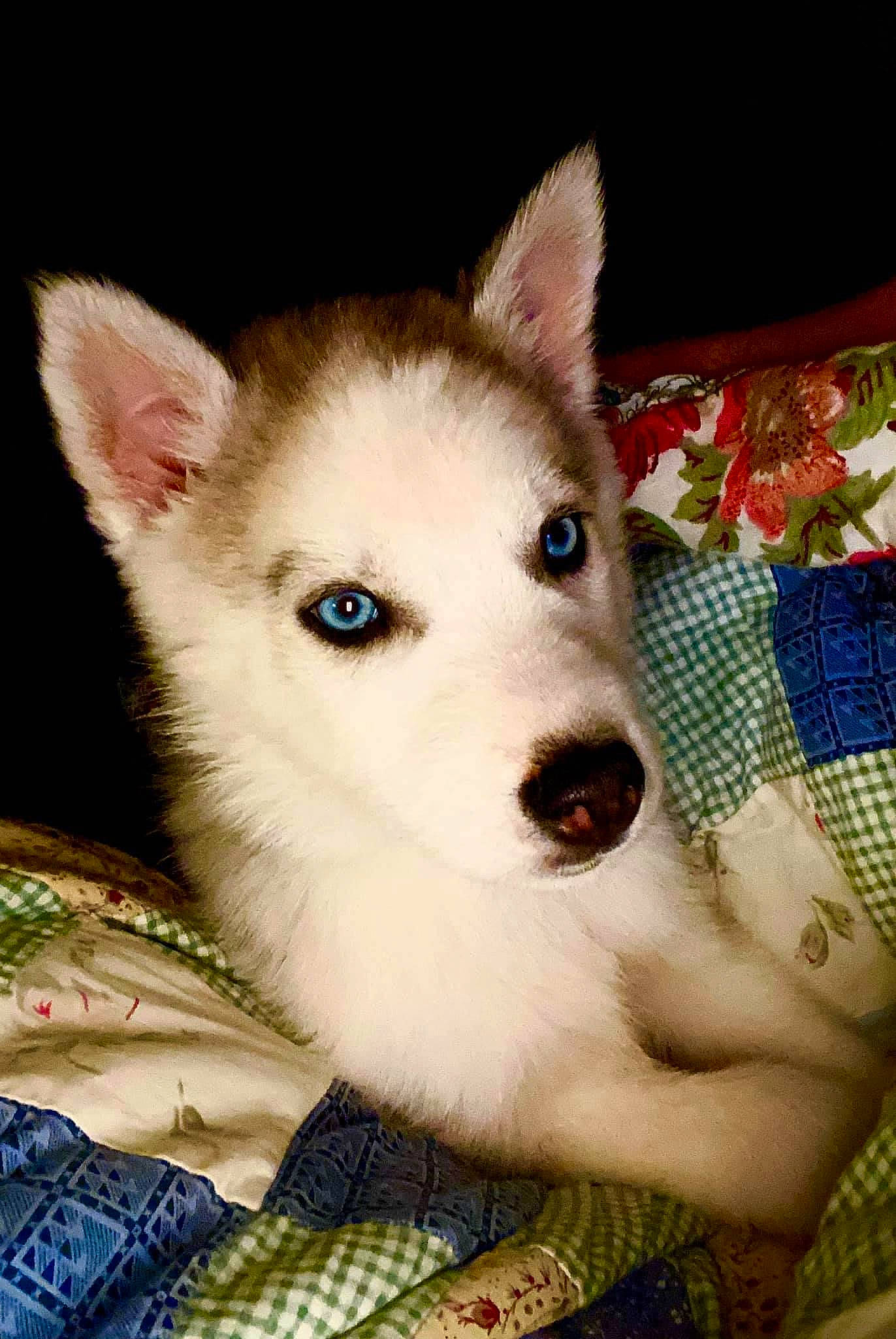 Alex joined the competition — help win amazing prizes! ancient_dog_breeds, canidae, carnivore, collar, companion_dog, dog, dog_breed, eyelash, fawn, fur, non_sporting_group, pattern, plaid, puppy, sporting_group, terrestrial_animal, whiskers, working_animal, working_dog