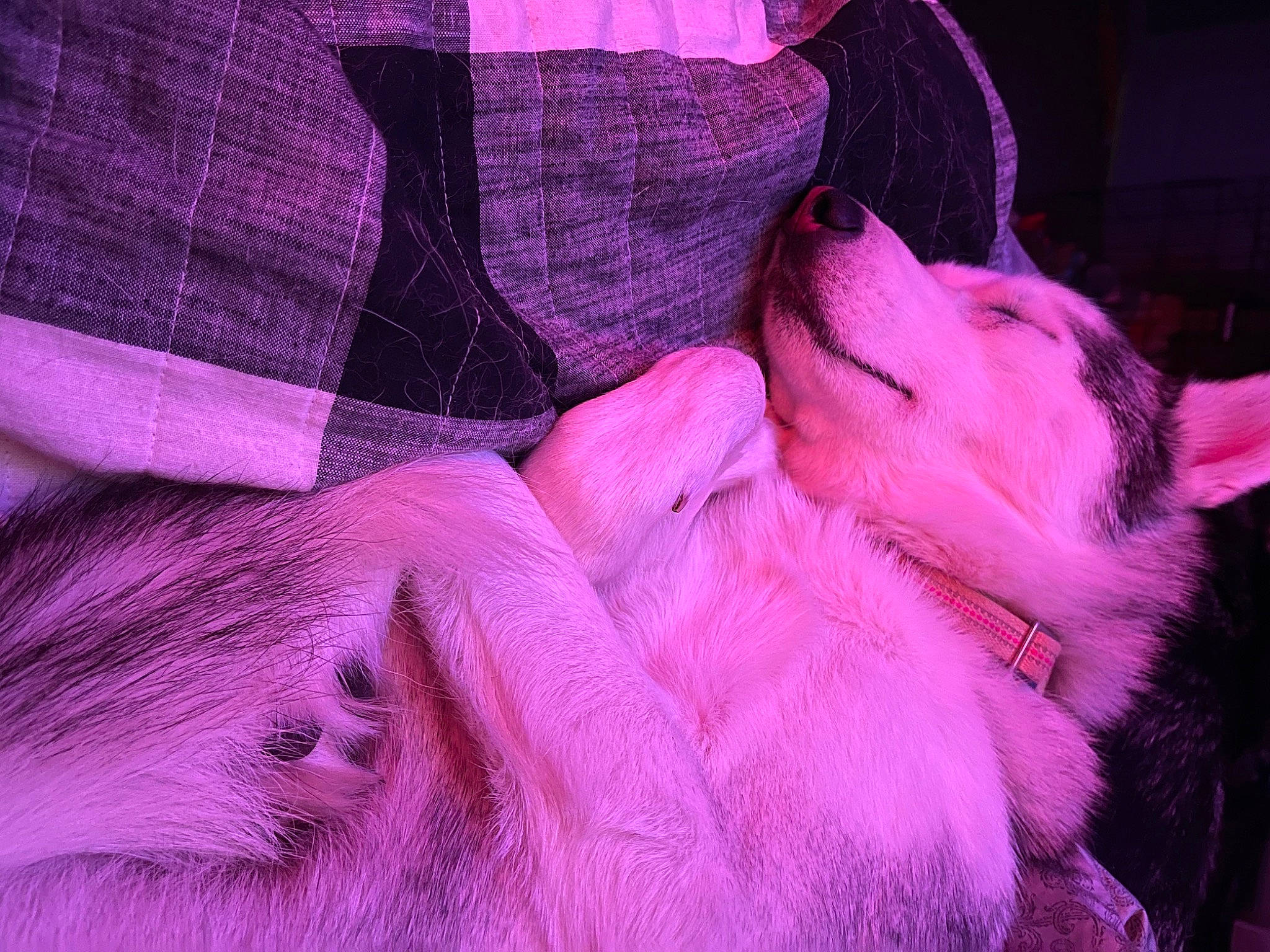 Alex joined the competition — help win amazing prizes! canidae, carnivore, comfort, companion_dog, dog, dog_breed, flesh, fur, human_leg, magenta, mammal, nap, pattern, pink, purple, small_to_medium_sized_cats, sporting_group, vertebrate, violet, whiskers