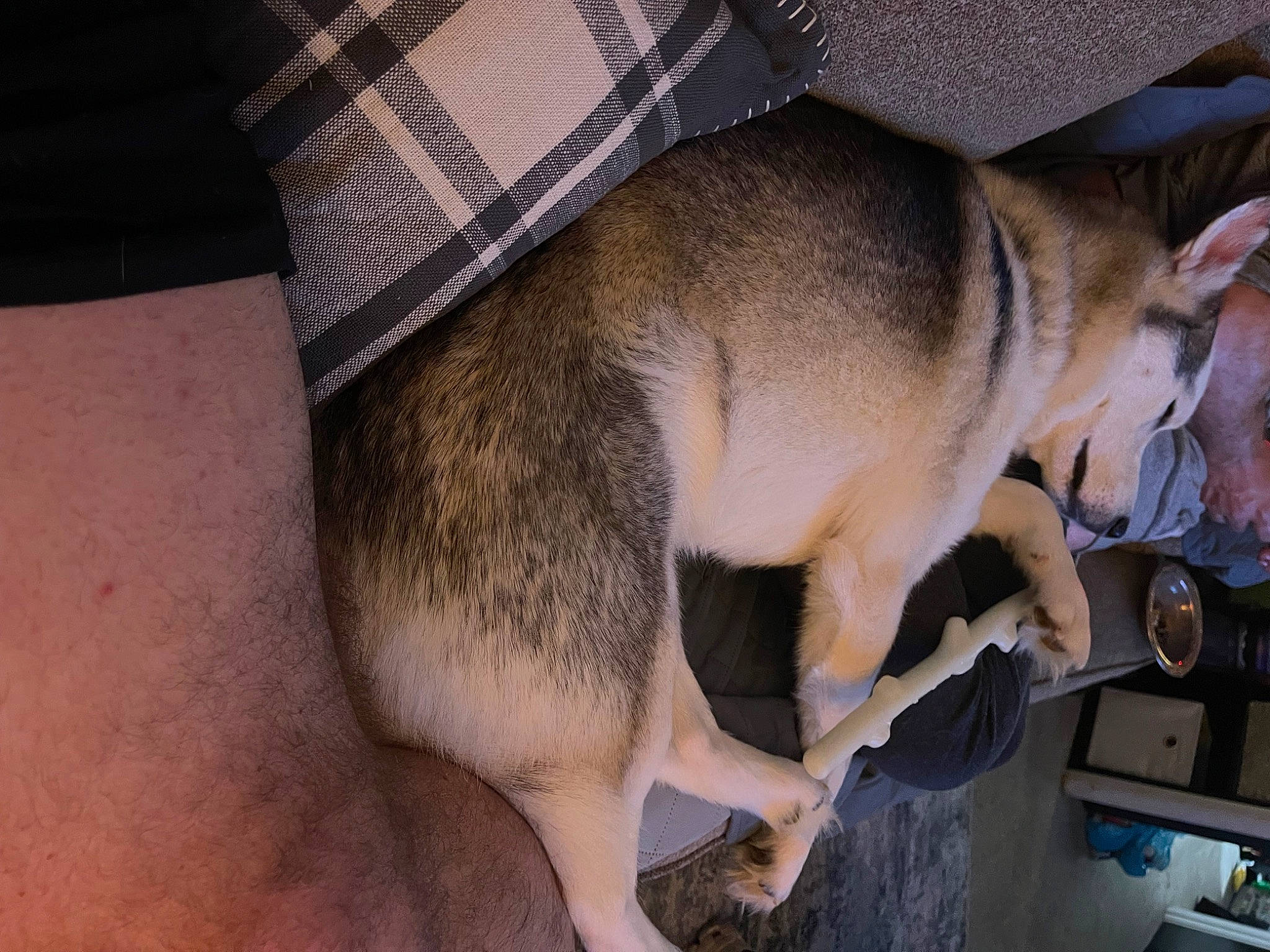 Alex joined the competition — help win amazing prizes! canidae, carnivore, companion_dog, dog, dog_breed, fawn, foot, fur, human_leg, non_sporting_group, paw, snout, sporting_group, tail, terrestrial_animal, working_animal