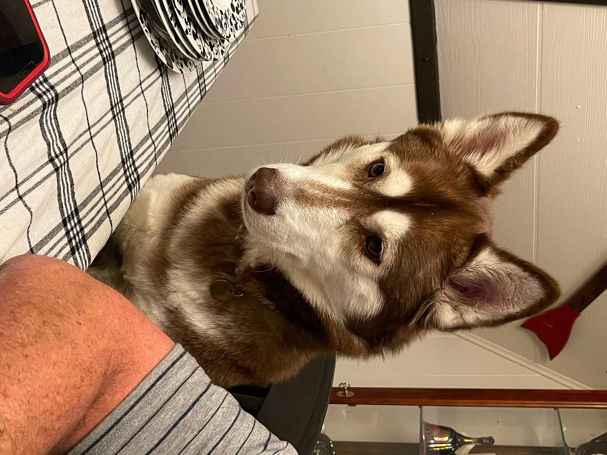 Bailey is registered to the contest to win money with this photo: canidae, canis, carnivore, companion_dog, dog, dog_breed, fawn, fur, jaw, paw, pet_supply, sled_dog, snout, sporting_group, square, terrestrial_animal, whiskers, wildlife, wolf, working_animal