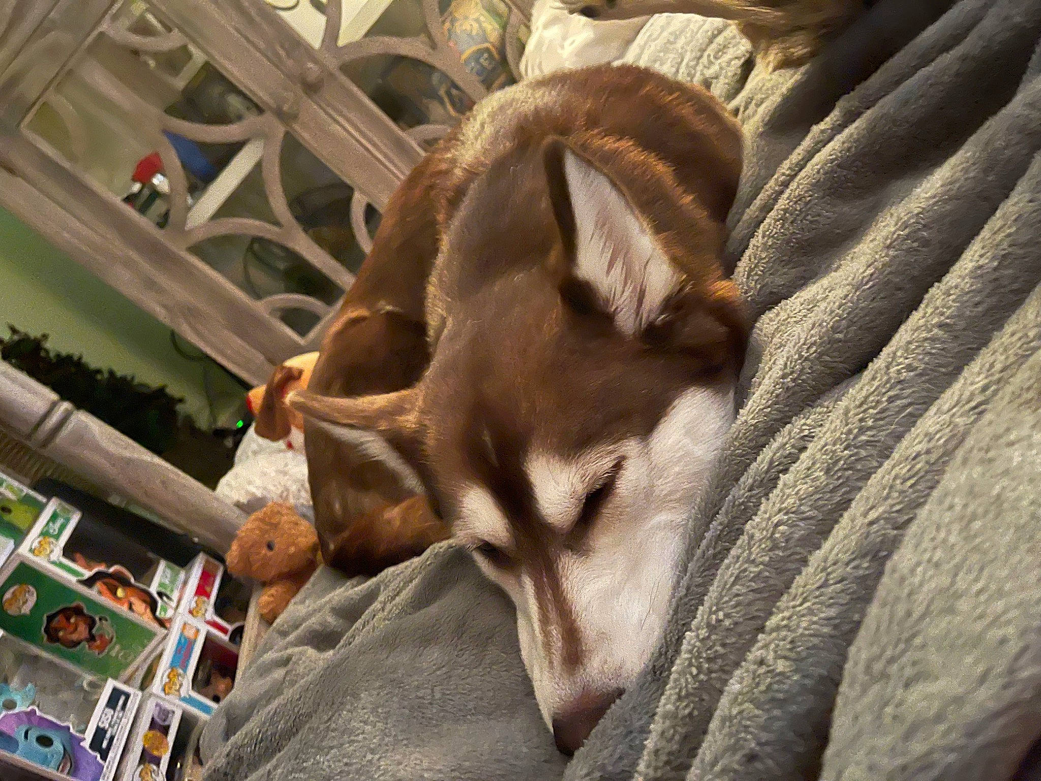 Bailey is registered to the contest to win money with this photo: canidae, carnivore, comfort, companion_dog, dog, dog_breed, fawn, felidae, fur, linens, nap, non_sporting_group, paw, small_to_medium_sized_cats, sporting_group, terrestrial_animal, toy_dog, whiskers, wood, working_animal