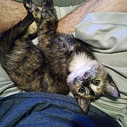 Shadow joined the competition — help win amazing prizes! cat, kitten, tortoiseshell, upside_down, fur, person, legs, clothing, blue_shirt, gray_shirt, indoor, close_up, cute, pet, animal, comfort, relaxed, looking_at_camera, whiskers, ears