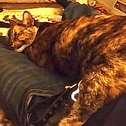 Shadow joined the competition — help win amazing prizes! cat, domestic_animal, feline, pet, sleeping, indoor, living_room, television, carpet, footwear, jeans, wooden_furniture, relaxation, warm_lighting, cozy, animal_leg, person_leg, couch, home, comfort