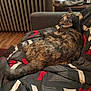 cat, tortoiseshell_cat, couch, blanket, indoor, relaxed, furniture, table, radiator, wood_floor, patterned_blanket, pet, animal, side_view, resting, domestic, cozy, fur, home, living_room