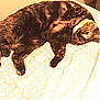 cat, tortoiseshell_cat, bed, blanket, indoor, pet, feline, relaxed, lying_down, fur, patterned, cozy, animal, resting, cute, domestic_cat, whiskers, paw, sleepy, comfortable