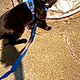 black_cat, cat, animal, pet, harness, leash, outdoor, concrete, shadow, curious, licking, feline, whiskers, ears, eyes, daylight, texture, background, crinkle, walking