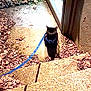 cat, black_cat, leash, harness, stairs, concrete, leaves, outdoor, animal, pet, sidewalk, wall, shadow, daylight, urban, nature, ground, walking, alone, quiet