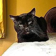 Midnight is registered to the contest to win money with this photo: black_cat, cat, pet, animal, bed, blanket, indoor, feline, whiskers, relaxed, sunlight, curtain, fan, resting, mammal, household, cozy, portrait, fur, domestic