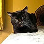 black_cat, cat, pet, animal, bed, blanket, indoor, feline, whiskers, relaxed, sunlight, curtain, fan, resting, mammal, household, cozy, portrait, fur, domestic