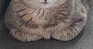Momma Faith is registered to the contest to win money with this photo: cat, gray_cat, fluffy, fur, feline, pet, animal, loaf_position, sitting, portrait, green_eyes, ears, whiskers, nose, indoor, couch, fabric, close_up, cozy, photography
