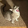 cat, feline, gray_cat, white_cat, fluffy, fur, open_mouth, laughing, yawning, pink_tongue, yellow_eyes, ears, whiskers, tail, lying_down, carpet, indoor, sunlight, shadows, wooden_floor
