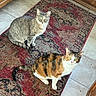 cats, cat, feline, gray_tabby, calico, two_animals, pet, indoor, rug, carpet, tile_floor, wooden_furniture, sitting, standing, green_eyes, whiskers, ears, fur, portrait, home
