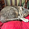 cat, gray_cat, sleeping, curled_up, stretching, paw, fur, whiskers, ears, animal, pet, red_cushion, chair, wooden_furniture, indoors, cozy, resting, relaxed, portrait, close_up