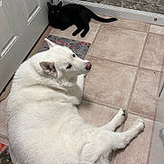 Honi joined the competition — help win amazing prizes! dog, cat, white_dog, black_cat, pet, indoors, entryway, tile_floor, door, brick_wall, lying_down, relaxed, fluffy, animal, domestic_pet, long_tail, pointed_ears, black_and_white, floor, home