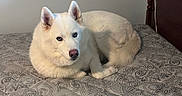 Honi is registered to the contest to win money with this photo: dog, husky, white_fur, heterochromia, blue_eye, brown_eye, pointed_ears, canine, pet, lying_down, bed, bedspread, bedroom, indoors, portrait, fluffy, long_fur, pink_nose, calm, patterned_fabric