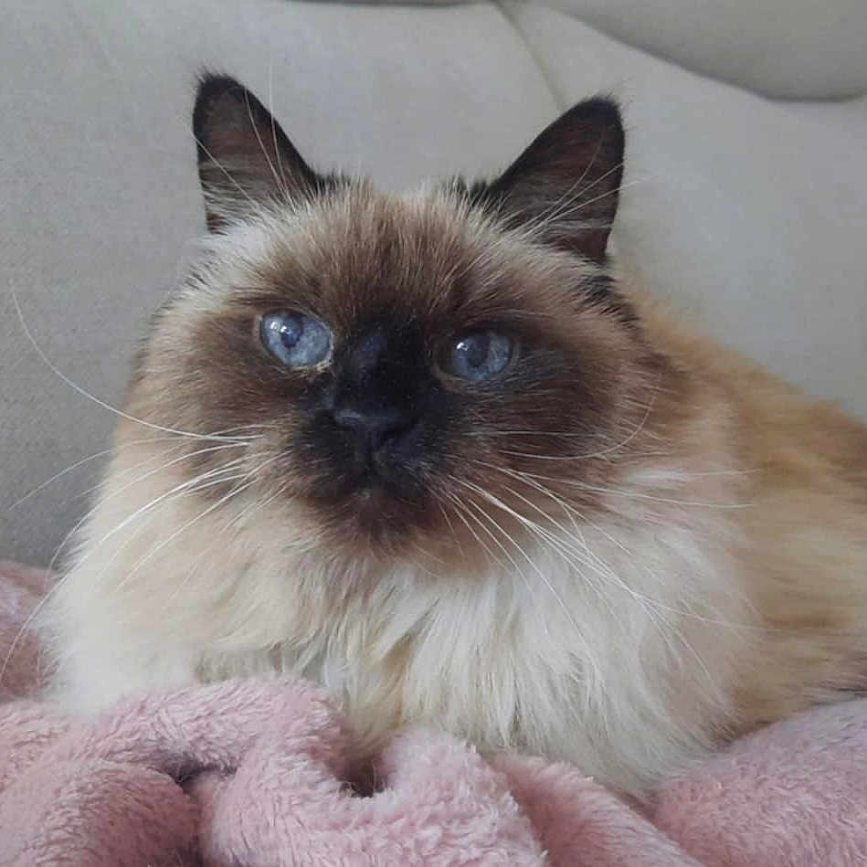 Kat