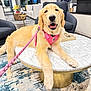 Luna joined the competition — help win amazing prizes! golden_retriever, dog, puppy, pink_harness, leash, marble_table, living_room, carpet, chair, sofa, person, smiling_dog, indoor, modern_interior, friendly, playful, pet, furniture, home, decor