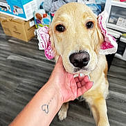 Luna joined the competition — help win amazing prizes! dog, golden_retriever, puppy, pet, hand, tattoo, pink_lace, ear_cover, flooring, indoor, person, nail_polish, animal, cute, looking_up, close_up, furniture, box, clutter, human