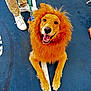 Luna joined the competition — help win amazing prizes! dog, golden_retriever, costume, lion_mane, orange, pet, animal, leash, happy, smiling, tongue_out, floor, blue_floor, person, pants, sneakers, white_shoes, indoor, playful, lying_down