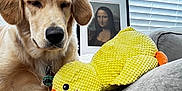 Luna joined the competition — help win amazing prizes! dog, golden_retriever, plush_toy, yellow_duck, blanket, couch, indoor, window_blinds, framed_painting, mona_lisa, soft_lighting, relaxed, pet, toy, home_interior, furniture, animal, cozy, resting, decor